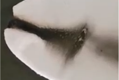 678体育科技